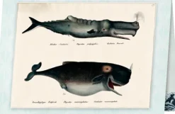 20 000 Meilen unter den Meeren*Coppenrath New