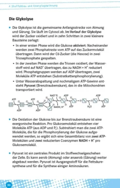 Klett Lerntraining Abi Trainer·Biologie*Abi last minute Biologie