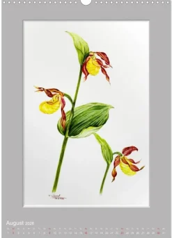 Calvendo Wandkalender*Alpenblumen Aquarelle aus Tirol (Wandkalender 2026 DIN A3 hoch), Monatskalender