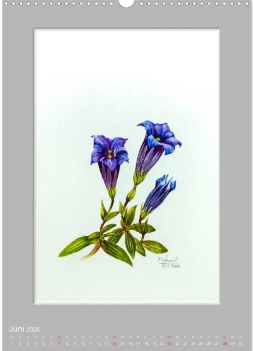 Calvendo Wandkalender*Alpenblumen Aquarelle aus Tirol (Wandkalender 2026 DIN A3 hoch), Monatskalender