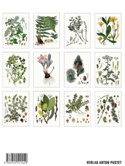 Alpenflora*Pustet Anton Hot