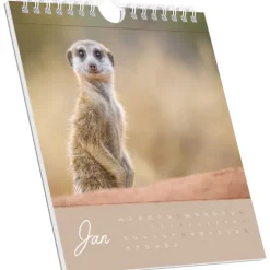 teNeues Calendars & Stationery GmbH & Co. KG Postkartenkalender-Alpha Edition - Freche Erdmännchen 2026 - Postkartenkalender 16×17 cm mit 53 witzigen Motiven, dekorativer Tisch- & Wandkalender auf FSC-Papier, zum Verschicken, Sammeln & Verschenken