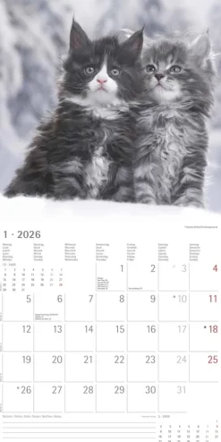 teNeues Calendars & Stationery GmbH & Co. KG Posterkalender-Alpha Edition - Samtpfötchen Kalender 2026 - Wandkalender & Bildkalender 30x30 cm (30x60 cm geöffnet) mit süßen Katzenmotiven, inkl. Poster, für Katzenliebhaber & Tierfreunde