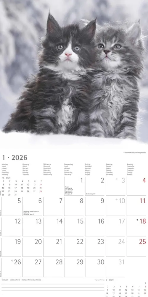 teNeues Calendars & Stationery GmbH & Co. KG Posterkalender-Alpha Edition - Samtpfötchen Kalender 2026 - Wandkalender & Bildkalender 30x30 cm (30x60 cm geöffnet) mit süßen Katzenmotiven, inkl. Poster, für Katzenliebhaber & Tierfreunde