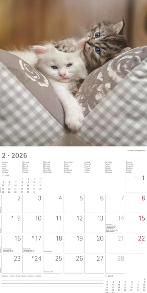 teNeues Calendars & Stationery GmbH & Co. KG Posterkalender-Alpha Edition - Samtpfötchen Kalender 2026 - Wandkalender & Bildkalender 30x30 cm (30x60 cm geöffnet) mit süßen Katzenmotiven, inkl. Poster, für Katzenliebhaber & Tierfreunde