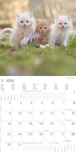 teNeues Calendars & Stationery GmbH & Co. KG Posterkalender-Alpha Edition - Samtpfötchen Kalender 2026 - Wandkalender & Bildkalender 30x30 cm (30x60 cm geöffnet) mit süßen Katzenmotiven, inkl. Poster, für Katzenliebhaber & Tierfreunde