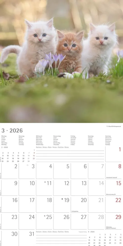 teNeues Calendars & Stationery GmbH & Co. KG Posterkalender-Alpha Edition - Samtpfötchen Kalender 2026 - Wandkalender & Bildkalender 30x30 cm (30x60 cm geöffnet) mit süßen Katzenmotiven, inkl. Poster, für Katzenliebhaber & Tierfreunde