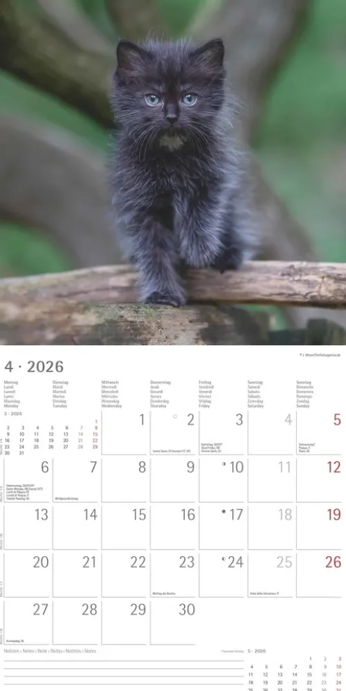 teNeues Calendars & Stationery GmbH & Co. KG Posterkalender-Alpha Edition - Samtpfötchen Kalender 2026 - Wandkalender & Bildkalender 30x30 cm (30x60 cm geöffnet) mit süßen Katzenmotiven, inkl. Poster, für Katzenliebhaber & Tierfreunde