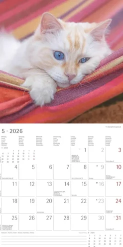 teNeues Calendars & Stationery GmbH & Co. KG Posterkalender-Alpha Edition - Samtpfötchen Kalender 2026 - Wandkalender & Bildkalender 30x30 cm (30x60 cm geöffnet) mit süßen Katzenmotiven, inkl. Poster, für Katzenliebhaber & Tierfreunde