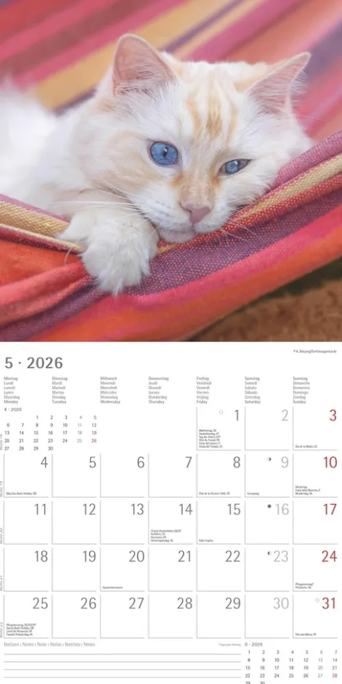 teNeues Calendars & Stationery GmbH & Co. KG Posterkalender-Alpha Edition - Samtpfötchen Kalender 2026 - Wandkalender & Bildkalender 30x30 cm (30x60 cm geöffnet) mit süßen Katzenmotiven, inkl. Poster, für Katzenliebhaber & Tierfreunde