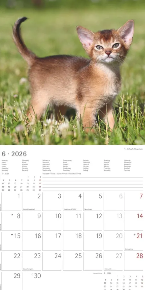 teNeues Calendars & Stationery GmbH & Co. KG Posterkalender-Alpha Edition - Samtpfötchen Kalender 2026 - Wandkalender & Bildkalender 30x30 cm (30x60 cm geöffnet) mit süßen Katzenmotiven, inkl. Poster, für Katzenliebhaber & Tierfreunde
