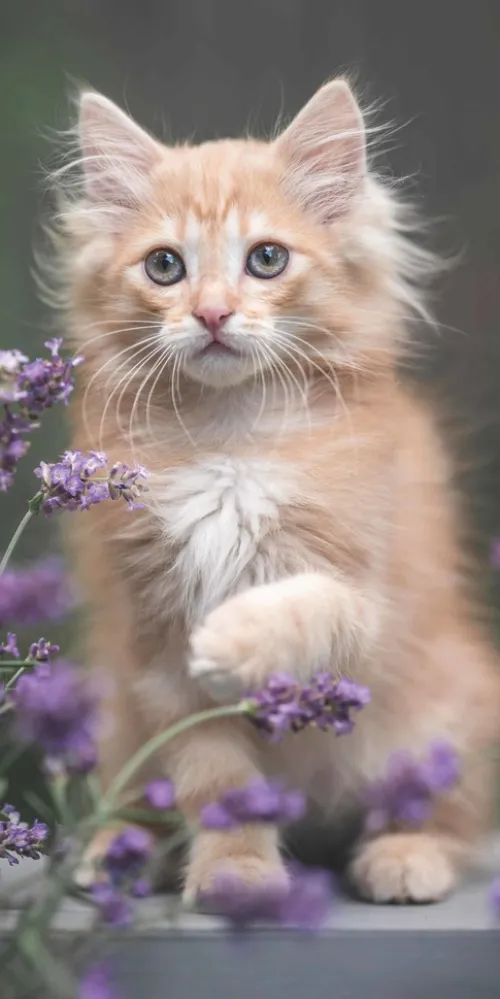 teNeues Calendars & Stationery GmbH & Co. KG Posterkalender-Alpha Edition - Samtpfötchen Kalender 2026 - Wandkalender & Bildkalender 30x30 cm (30x60 cm geöffnet) mit süßen Katzenmotiven, inkl. Poster, für Katzenliebhaber & Tierfreunde