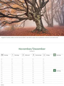 Kunth Kalender Wochenkalender*Alte Bäume - KUNTH Tischkalender 2026