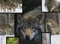 Ambassador - Wölfe 1000 Teile*Carletto Deutschland GmbH Clearance