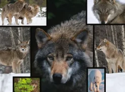 Ambassador - Wölfe 1000 Teile*Carletto Deutschland GmbH Clearance