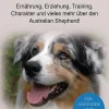 Australian Shepherd*XinXii Clearance