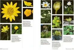 Haupt Verlag AG Biologie-Botanische Grundkenntnisse auf einen Blick