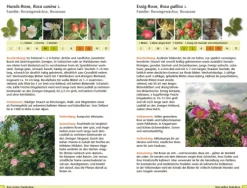 Haupt Verlag AG Biologie-Bäume bestimmen - Knospen, Blüten, Blätter, Früchte