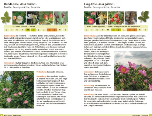 Haupt Verlag AG Biologie-Bäume bestimmen - Knospen, Blüten, Blätter, Früchte