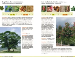 Haupt Verlag AG Biologie-Bäume bestimmen - Knospen, Blüten, Blätter, Früchte