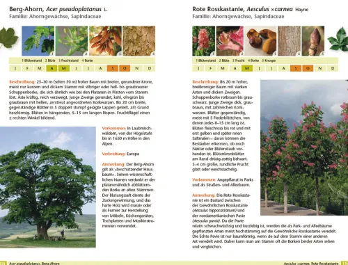 Haupt Verlag AG Biologie-Bäume bestimmen - Knospen, Blüten, Blätter, Früchte