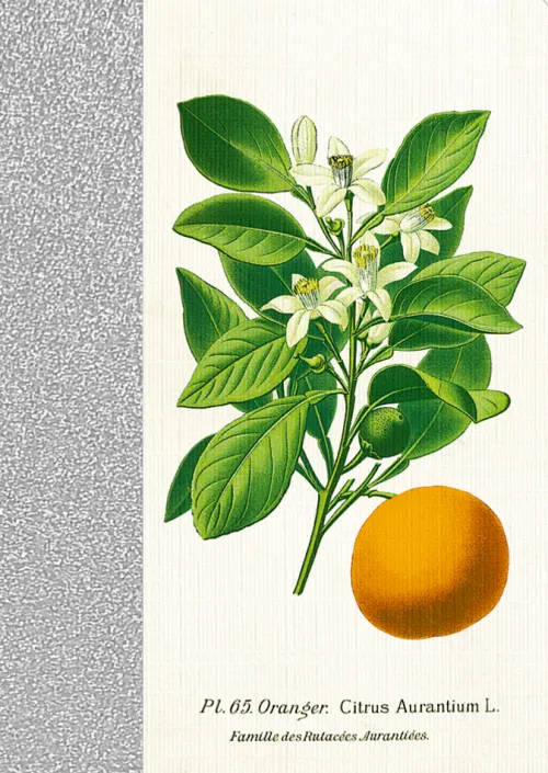 Coppenrath Verlag Notizbücher & -Blöcke-Coppenrath - Sammlung Augustina - Notizhefte DIN A6, sort.