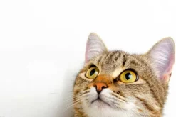 Cover-your-desk Schreibtischunterlagen-Schreibtischunterlage für Kinder und Erwachsene Katzenblick, aus hochwertigem Vinyl , 60 x 40 cm