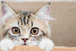 Cover-your-desk Schreibtischunterlagen-Schreibtischunterlage für Kinder und Erwachsene Maine Coon Kätzchen, aus hochwertigem Vinyl , 60 x 40 cm