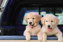 Cover-your-desk Schreibtischunterlagen*Schreibtischunterlage für Kinder und Erwachsene Golden Retriever Welpen, aus hochwertigem Vinyl , 60 x 40 cm