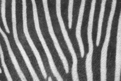 Schreibtischunterlage für Kinder und Erwachsene Zebra Muster, aus hochwertigem Vinyl , 60 x 40 cm*Cover-your-desk Clearance