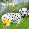 Calvendo Immerwährender Kalender-Dalmatiner - Ein immerwährender Geburtstags-Kalender (Wandkalender immerwährend DIN A4 quer)