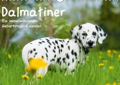 Calvendo Immerwährender Kalender-Dalmatiner - Ein immerwährender Geburtstags-Kalender (Wandkalender immerwährend DIN A4 quer)