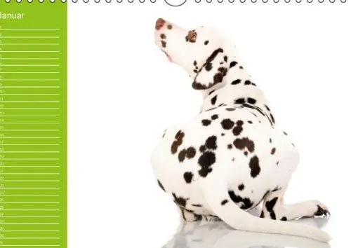 Calvendo Immerwährender Kalender-Dalmatiner - Ein immerwährender Geburtstags-Kalender (Wandkalender immerwährend DIN A4 quer)