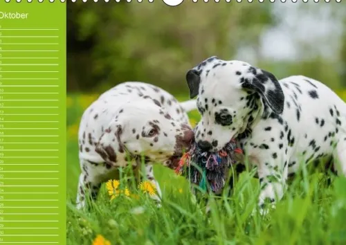 Calvendo Immerwährender Kalender-Dalmatiner - Ein immerwährender Geburtstags-Kalender (Wandkalender immerwährend DIN A4 quer)