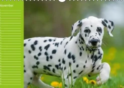 Calvendo Immerwährender Kalender-Dalmatiner - Ein immerwährender Geburtstags-Kalender (Wandkalender immerwährend DIN A4 quer)