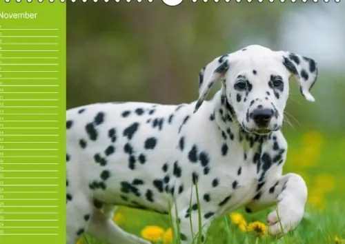 Calvendo Immerwährender Kalender-Dalmatiner - Ein immerwährender Geburtstags-Kalender (Wandkalender immerwährend DIN A4 quer)