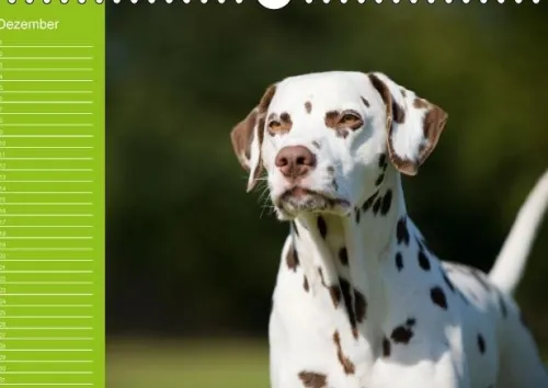 Calvendo Immerwährender Kalender-Dalmatiner - Ein immerwährender Geburtstags-Kalender (Wandkalender immerwährend DIN A4 quer)