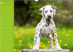 Calvendo Immerwährender Kalender-Dalmatiner - Ein immerwährender Geburtstags-Kalender (Wandkalender immerwährend DIN A4 quer)
