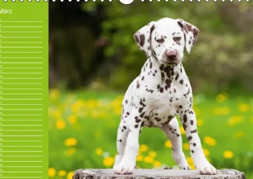 Calvendo Immerwährender Kalender-Dalmatiner - Ein immerwährender Geburtstags-Kalender (Wandkalender immerwährend DIN A4 quer)