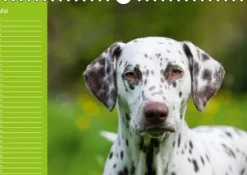 Calvendo Immerwährender Kalender-Dalmatiner - Ein immerwährender Geburtstags-Kalender (Wandkalender immerwährend DIN A4 quer)