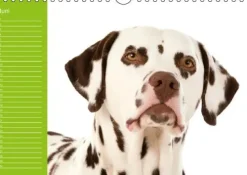 Calvendo Immerwährender Kalender-Dalmatiner - Ein immerwährender Geburtstags-Kalender (Wandkalender immerwährend DIN A4 quer)