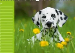 Calvendo Immerwährender Kalender-Dalmatiner - Ein immerwährender Geburtstags-Kalender (Wandkalender immerwährend DIN A4 quer)
