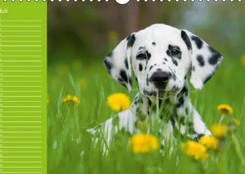 Calvendo Immerwährender Kalender-Dalmatiner - Ein immerwährender Geburtstags-Kalender (Wandkalender immerwährend DIN A4 quer)