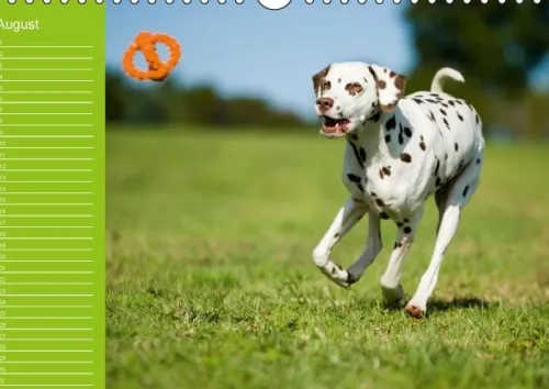 Calvendo Immerwährender Kalender-Dalmatiner - Ein immerwährender Geburtstags-Kalender (Wandkalender immerwährend DIN A4 quer)