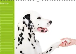 Calvendo Immerwährender Kalender-Dalmatiner - Ein immerwährender Geburtstags-Kalender (Wandkalender immerwährend DIN A4 quer)