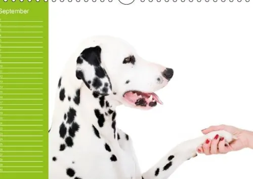 Calvendo Immerwährender Kalender-Dalmatiner - Ein immerwährender Geburtstags-Kalender (Wandkalender immerwährend DIN A4 quer)