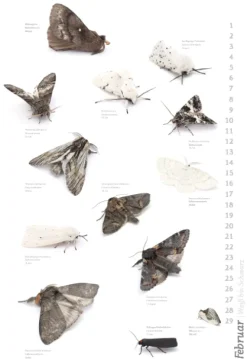 Das geheime Leben der Nachtfalter*Stadler Kalender Outlet