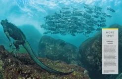 NG Buchverlag GmbH Karten & Atlanten-Das große Buch der OZEANE