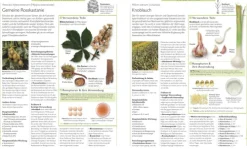 Dorling Kindersley Verlag Gesundheit-Das große Lexikon der Heilpflanzen