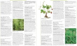 Dorling Kindersley Verlag Gesundheit-Das große Lexikon der Heilpflanzen